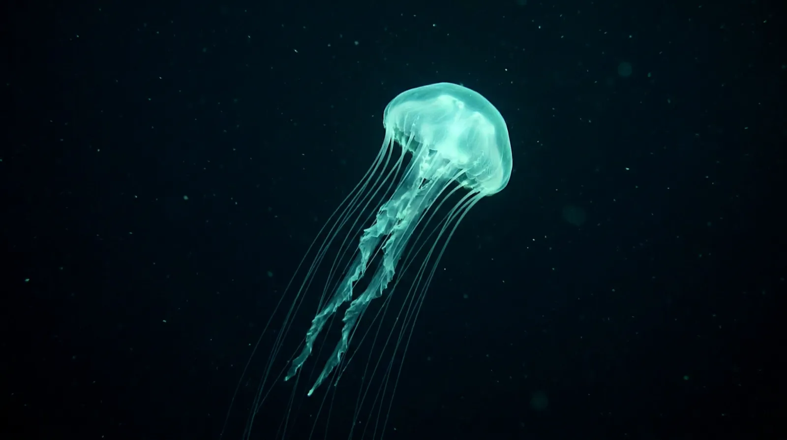 Medusa bioluminiscente brillando en cian y verde sobre el agua negra de la zona mesopelágica
